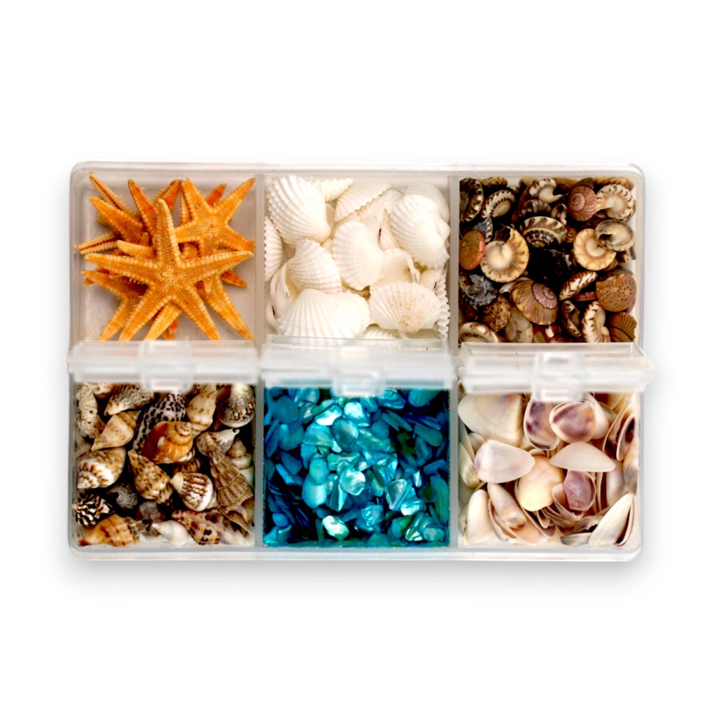 Seashell Variety Pack