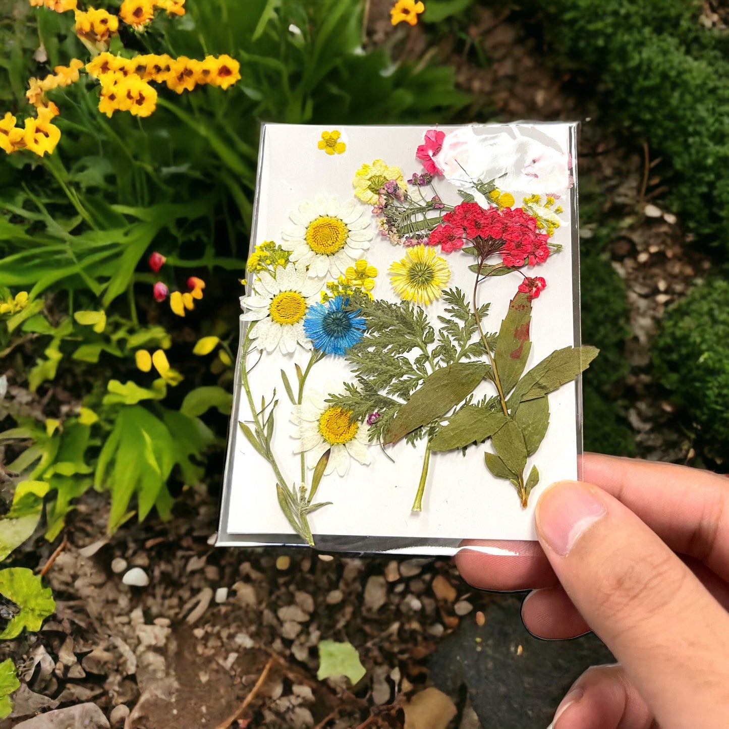 Pressed Natural Mini Dried Flowers